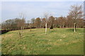 Meadow and Woodland Burial Site, Galston