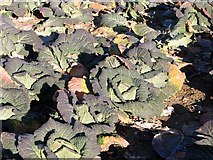TG2802 : Savoy cabbage in a field in Framingham Earl by Evelyn Simak