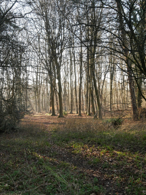 Area of scrubby trees © David Pashley :: Geograph Britain and Ireland