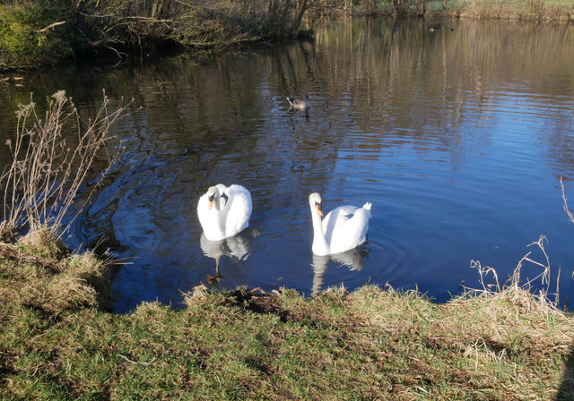 Swans on Lynford Lakes © David Pashley cc-by-sa/2.0 :: Geograph Britain ...