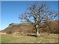 Bare oak tree