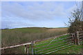 ST8411 : Looking over Terrace Coppice from the slope of Hambledon Hill by Tim Heaton