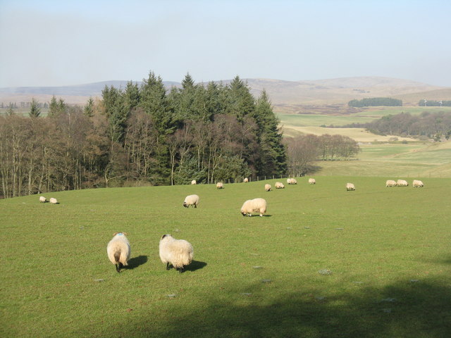 Sheep pasture near Dunsyre