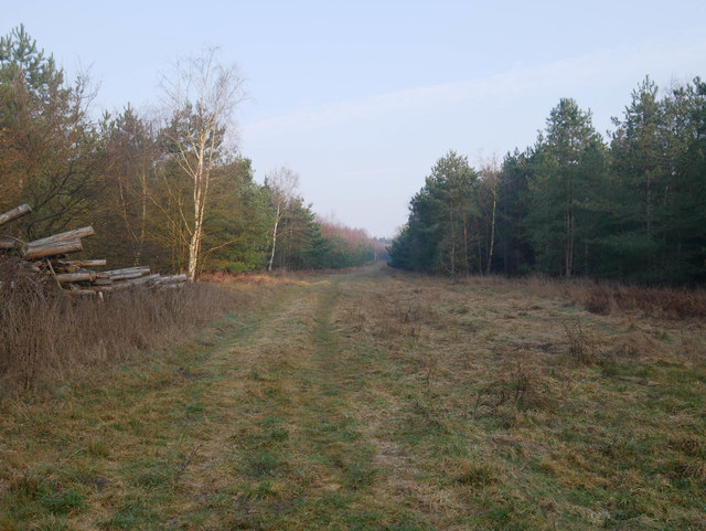 View along forest track © David Pashley cc-by-sa/2.0 :: Geograph ...