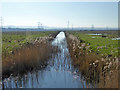 TQ7074 : Ditch, Higham Marshes by Robin Webster