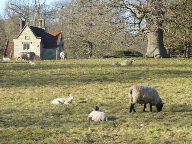 Early lambs in Penshurst Park