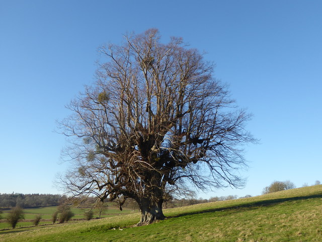 Isolated tree on the Penshurst Estate