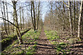 SE4215 : Former railway line at Kinsley Common by Ian S