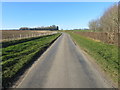 Hedge and fence-lined lane near to Authorpe Grange