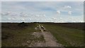 SU3506 : Track towards trig point on Yew Tree Heath, New Forest by Phil Champion