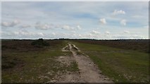 SU3506 : Track towards trig point on Yew Tree Heath, New Forest by Phil Champion