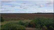 SU3506 : View from bowl barrow on Yew Tree Heath by Phil Champion