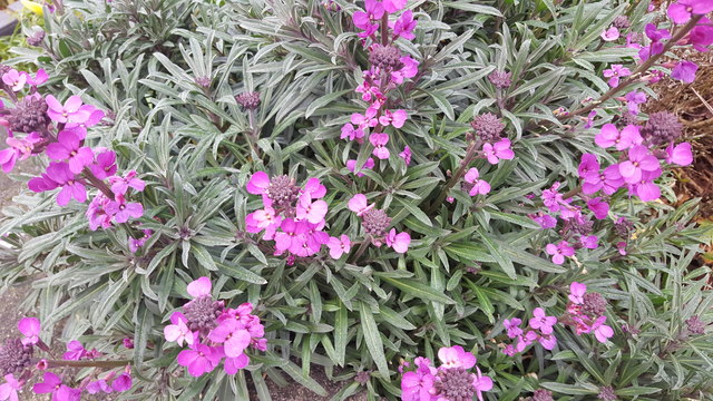 Perennial Wallflowers coming into Bloom
