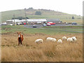 Horse and sheep near the Tredegar & Rhymney Golf Club