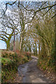 Mid Devon : Country Lane