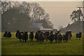 Mid Devon : Grassy Field & Sheep