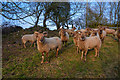 Mid Devon : Grassy Field & Sheep