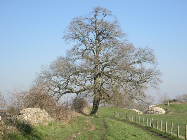 Tree on the north western section of the Calleva Atrebatum