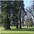 Wellingtonia trees on Patshull Park Golf Course in Staffordshire