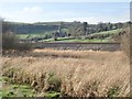 View across wetland between the towpath and the railway