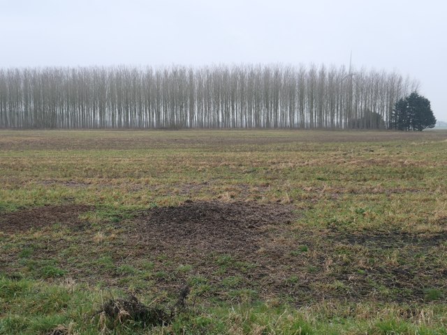 Western edge of a young plantation, Mawdesley Moss