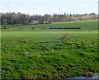 J0735 : View across grazing land towards the woodlands encircling Dromantine House by Eric Jones
