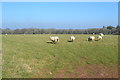 Corner of field near Lower Ellick Farm