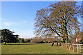 Pasture west of Patshull Hall in Staffordshire