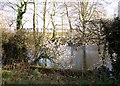 Flowering hawthorn