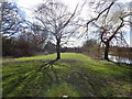 Flood plain between Hellesdon Mill Lane and the R. Wensum