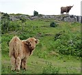 Highland Cattle, Kilninian