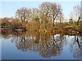 SO7999 : Winter reflections in Patshull Park, Staffordshire by Roger  D Kidd