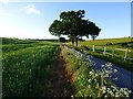 Road and farmland, St Mary Bourne