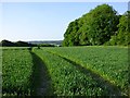 Farmland, Vernhams Dean