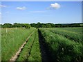 Track and farmland, Vernhams Dean