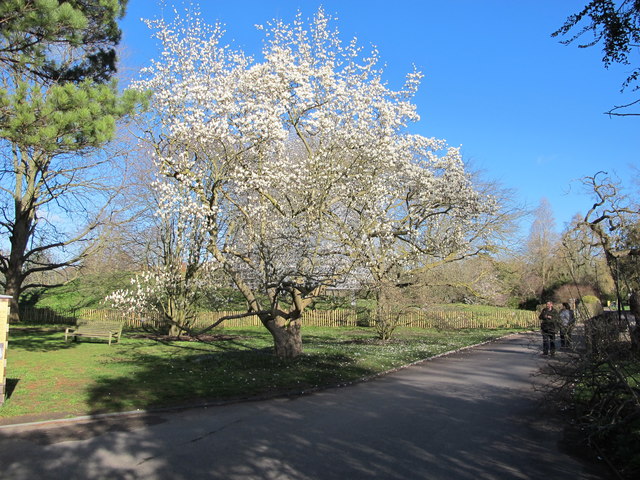 Magnolia in bloom, Kew Gardens