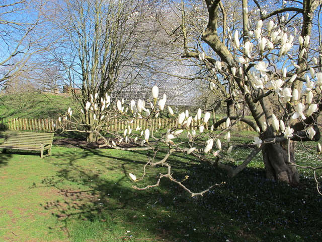Magnolia blossom, Kew Gardens