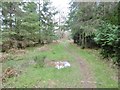 Bere Wood, bridleway