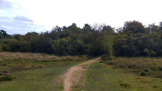 Path across wetland south of Ferny Crofts. New Forest