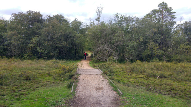 Path and boardwalk across wetland south of Ferny Crofts, New Forest