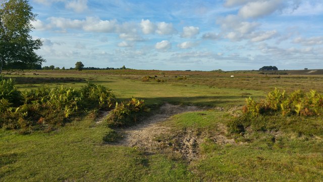 A Gap In Bishops Dyke New Forest © Phil Champion Geograph Britain And Ireland 3324