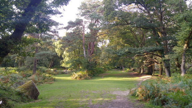 Junction of paths on east side of Denny Lodge Inclosure, New Forest