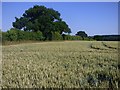 SU4350 : Farmland, Hurstbourne Priors by Andrew Smith