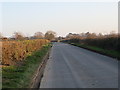 Hedge-lined lane near to Grange Farm heading towards Yarburgh