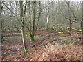 TL8094 : Looking into scrub woodland by David Pashley