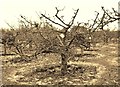 Apple orchard at Hillfield Nursery