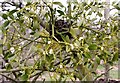 Mistletoe (Viscum album)  on apple tree