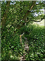 Small bridge on footpath near Audlem in Cheshire