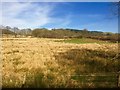 SN8141 : Grassland at Coed Ifan by Alan Hughes
