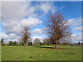 Trees in a field near Harvington